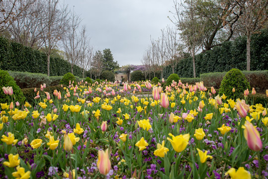 Flores Dallas Jardim Bot&acirc;nico
