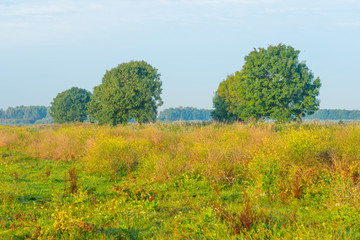 Fototapeta na wymiar Trees along a field in sunlight at sunrise in summer