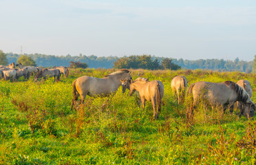 Obraz premium Herd of horses in a field at sunrise in summer