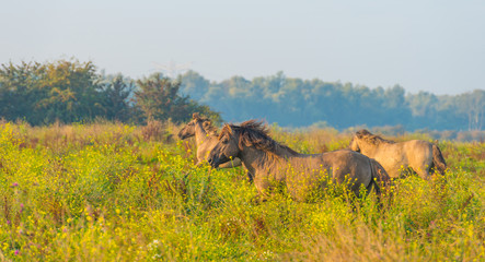 Herd of horses in a field at sunrise in summer © Naj