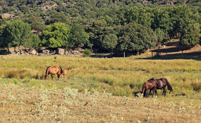 Obraz premium Wild horses