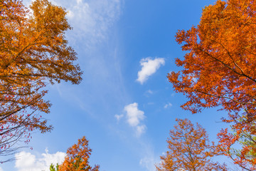 Autumn sky background