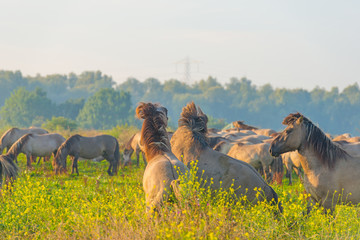 Herd of horses in a field at sunrise in summer © Naj