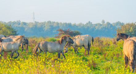 Herd of horses in a field at sunrise in summer © Naj