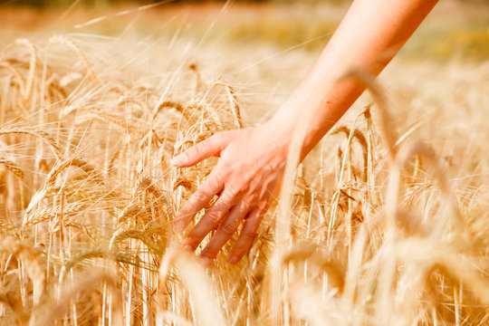 Picture of human's hand with wheat spikes