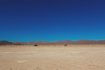 Namibia desert, Veld, Namib 