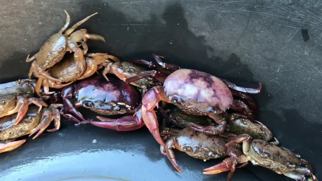 Ricefield crabs or Somanniathelphusa
