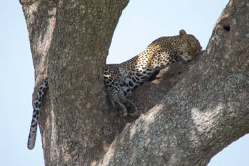 Siesta Time!  Leopard on a tree