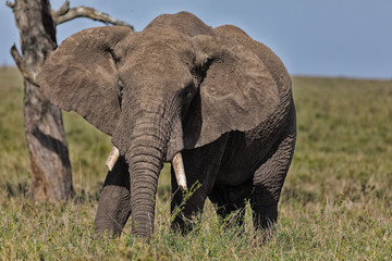 Obraz premium Close Up Elephant Matriarch