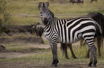 Fototapeta na wymiar Serengeti Plains Zebra