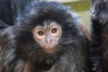 The lutung monkey portrait