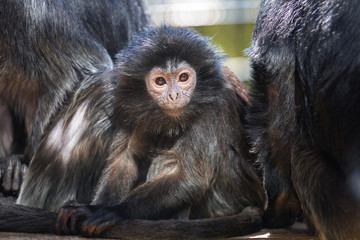 The lutung monkey portrait