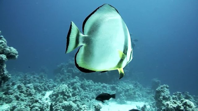 Orbicular batfish Platax orbicularis swims in the blue water, red sea