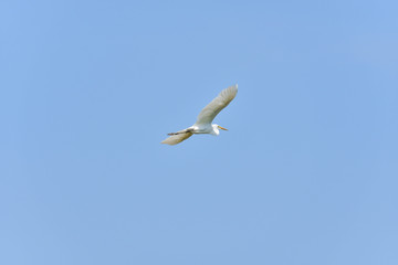 Obraz premium White egret in Japan