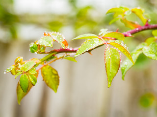 Autumn rain drops on new rose growth