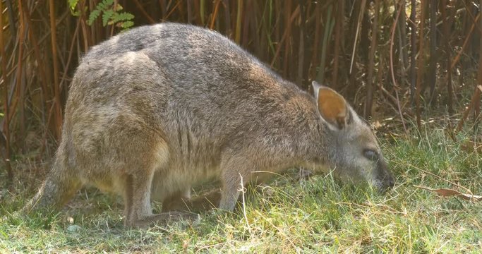 Red-necked wallaby, Bennett's wallaby macropod marsupial of Australia