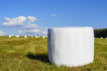 Obraz premium Round hay bales in plastic wrap cover