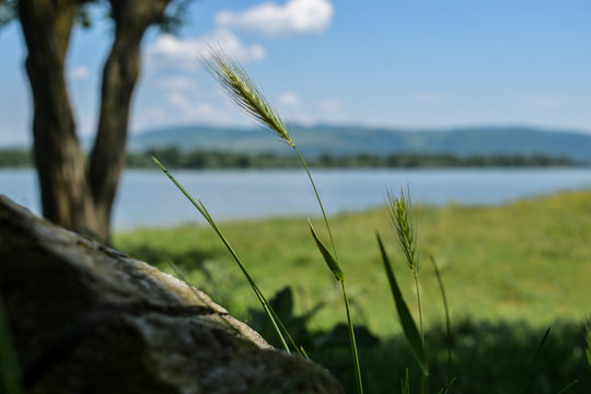 stump in the grass and the river in background