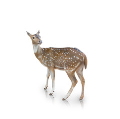 The chital or spotted deer isolated on white background(clipping path)