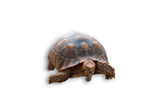 Sulcata tortoise, African spurred tortoise isolated on white background(clipping path)