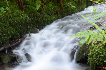 Obraz premium Small stream in mixed forest.