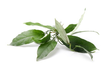 Bamboo grass, Bai-ya-nang. (Name spelled as Thailand) Tiliacora triandra Colebr. isolated on white background