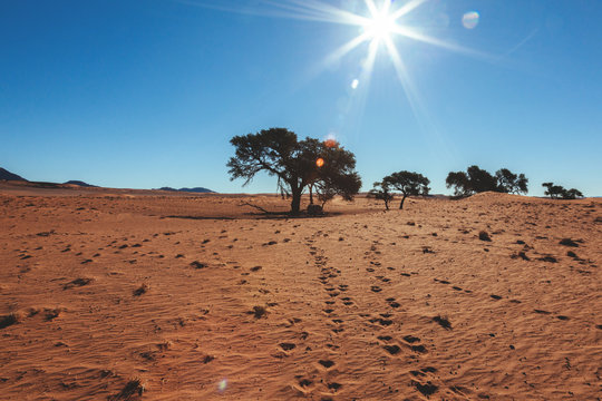 Namibia desert , Veld, Namib 