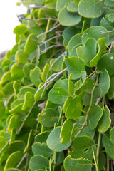 Vibrant green bush leafs