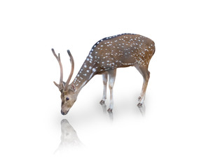The chital or spotted deer isolated on white background(clipping path)