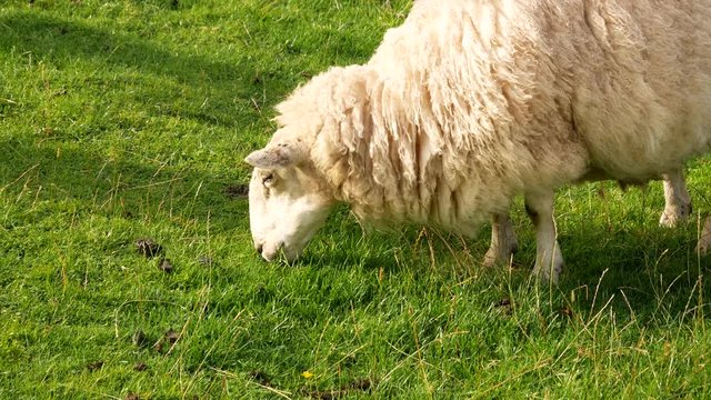 Mature sheep grazes on grass