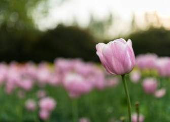 Obraz na płótnie Canvas Pink tulip with blur background