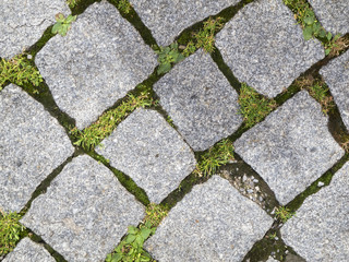 Grass between paving stones