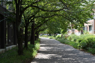 Fototapeta na wymiar 多摩ニュータウンの緑道