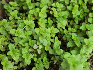 COLOR PHOTO OF MENTHA ARVENSIS CORN MINT, FIELD MINT OF WILD MINT