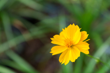 Obraz premium Mexican Diasy flower on tree