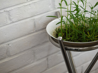 COLOR PHOTO OF FRESH WATERCRESS SPROUT GROWING IN WHITE BOWL