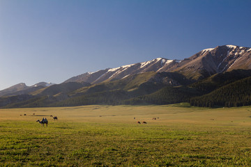 camel in field with mountains