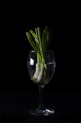 spring onion in glass still life style