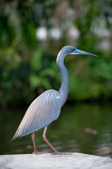 Florida Bird