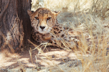 Cheetah in Nature