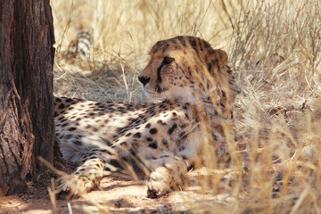 Cheetah in Nature