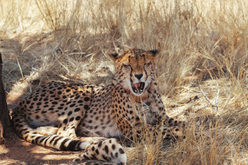 Cheetah in Nature