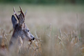  Roe Deer