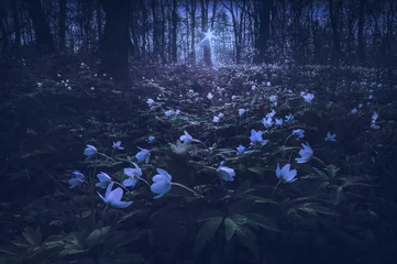 Afwasbaar Fotobehang Nachtblauw Anemona bloeit in een licht van opkomende maan