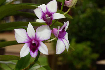 White purple orchid
