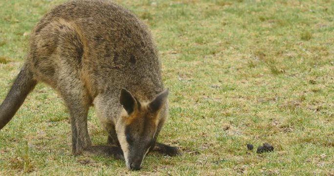 Swamp wallaby macropod marsupial of eastern Australia