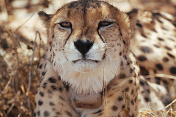 Cheetah in Nature