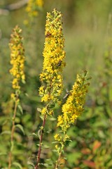 Gewöhnliche Goldrute (Solidago virgaurea) mit Insekten