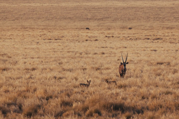 Oryx & Gemsbok in nature