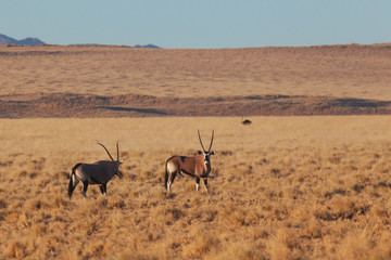Oryx & Gemsbok in nature